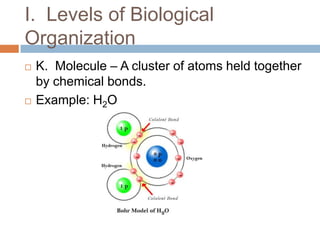 I.  Levels of Biological OrganizationK.  Molecule – A cluster of atoms held together by chemical bonds.  Example: H2O