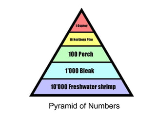        Pyramid of Numbers