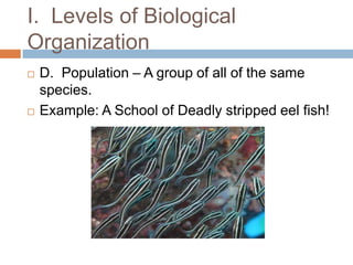 I.  Levels of Biological OrganizationD.  Population – A group of all of the same species.  Example: A School of Deadly stripped eel fish!