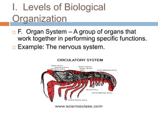 I.  Levels of Biological OrganizationF.  Organ System – A group of organs that work together in performing specific functions.  Example: The nervous system.