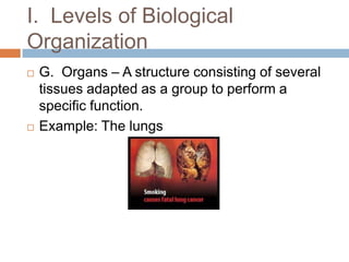 I.  Levels of Biological OrganizationG.  Organs – A structure consisting of several tissues adapted as a group to perform a specific function.  Example: The lungs