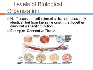 I.  Levels of Biological OrganizationH.  Tissues – a collection of cells, not necessarily identical, but from the same origin, that together carry out a specific function.  Example:  Connective Tissue.
