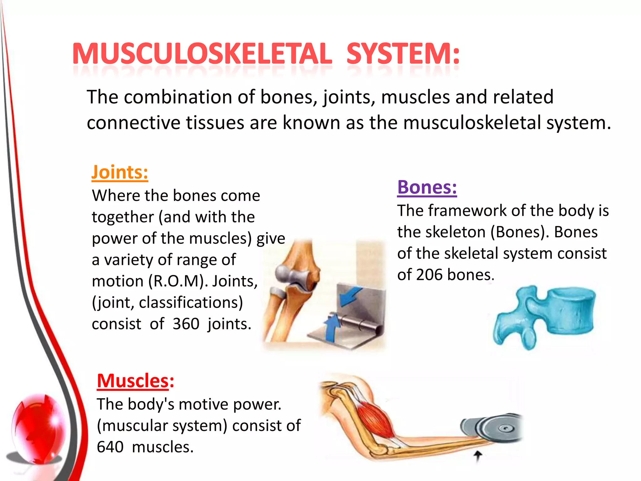 The combination of bones, joints, muscles and related
connective tissues are known as the musculoskeletal system.

Joints:
Where the bones come              Bones:
together (and with the            The framework of the body is
power of the muscles) give        the skeleton (Bones). Bones
a variety of range of             of the skeletal system consist
motion (R.O.M). Joints,           of 206 bones.
(joint, classifications)
consist of 360 joints.


 Muscles:
 The body's motive power.
 (muscular system) consist of
 640 muscles.
 