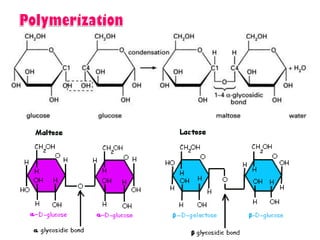 Introduction to biomolecules (carbohydrates)