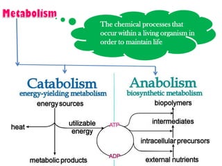 The chemical processes that
occur within a living organism in
order to maintain life
 