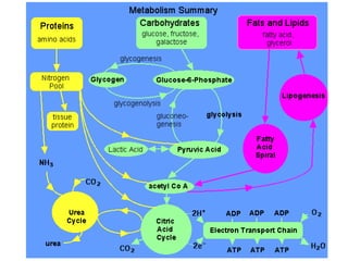 Introduction to biomolecules (carbohydrates)