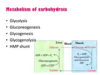 • Glycolysis
• Gluconeogenesis
• Glycogenesis
• Glycogenolysis
• HMP shunt
 