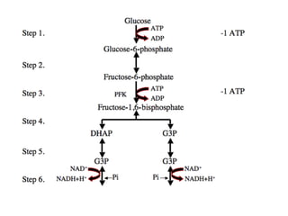 Introduction to biomolecules (carbohydrates)