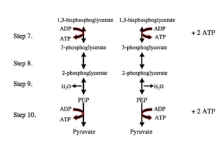 Introduction to biomolecules (carbohydrates)