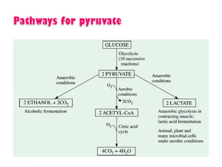 Introduction to biomolecules (carbohydrates)