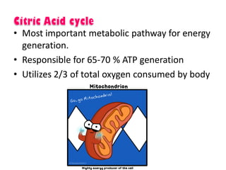 • Most important metabolic pathway for energy
generation.
• Responsible for 65-70 % ATP generation
• Utilizes 2/3 of total oxygen consumed by body
 