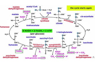 Introduction to biomolecules (carbohydrates)