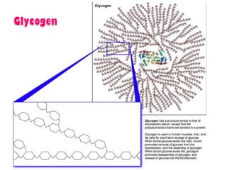 Introduction to biomolecules (carbohydrates)