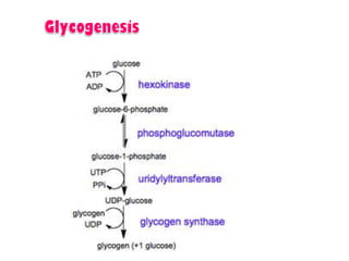 Introduction to biomolecules (carbohydrates)