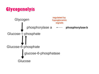 Introduction to biomolecules (carbohydrates)