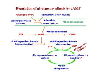 Introduction to biomolecules (carbohydrates)