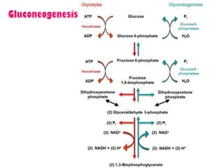 Introduction to biomolecules (carbohydrates)