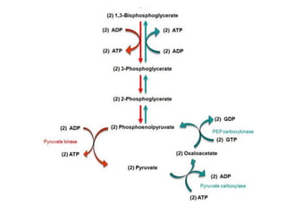 Introduction to biomolecules (carbohydrates)