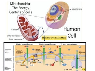 Introduction to biomolecules (carbohydrates)