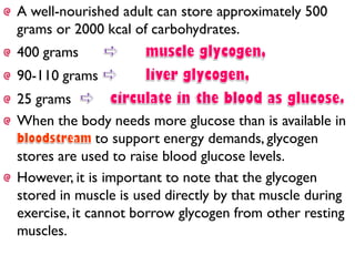 A well-nourished adult can store approximately 500
grams or 2000 kcal of carbohydrates.
400 grams
90-110 grams
25 grams
When the body needs more glucose than is available in
to support energy demands, glycogen
stores are used to raise blood glucose levels.
However, it is important to note that the glycogen
stored in muscle is used directly by that muscle during
exercise, it cannot borrow glycogen from other resting
muscles.
 