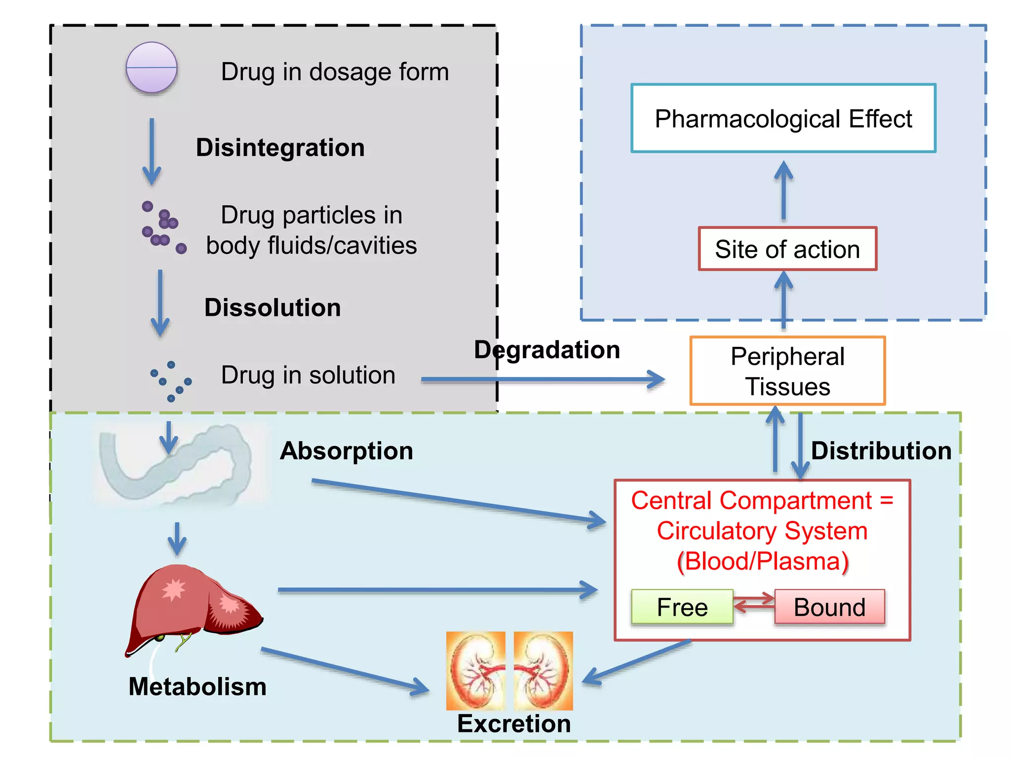 Drug in dosage form
Drug particles in
body fluids/cavities
Drug in solution
Absorption
Central Compartment =
Circulatory System
(Blood/Plasma)
Free Bound
Peripheral
Tissues
Site of action
Pharmacological Effect
Disintegration
Dissolution
Metabolism
Distribution
Excretion
Degradation
 