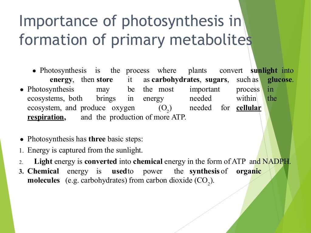 Importance of photosynthesis in
formation of primary metabolites
● Photosynthesis is the process where plants convert sunlight into
energy, then store it as carbohydrates, sugars, such as glucose.
● Photosynthesis may be the most important process in
ecosystems, both brings in energy needed within the
ecosystem, and produce oxygen (O2
) needed for cellular
respiration, and the production of more ATP.
● Photosynthesis has three basic steps:
1. Energy is captured from the sunlight.
2. Light energy is converted into chemical energy in the form of ATP and NADPH.
3. Chemical energy is usedto power the synthesis of organic
molecules (e.g. carbohydrates) from carbon dioxide (CO2
).
 