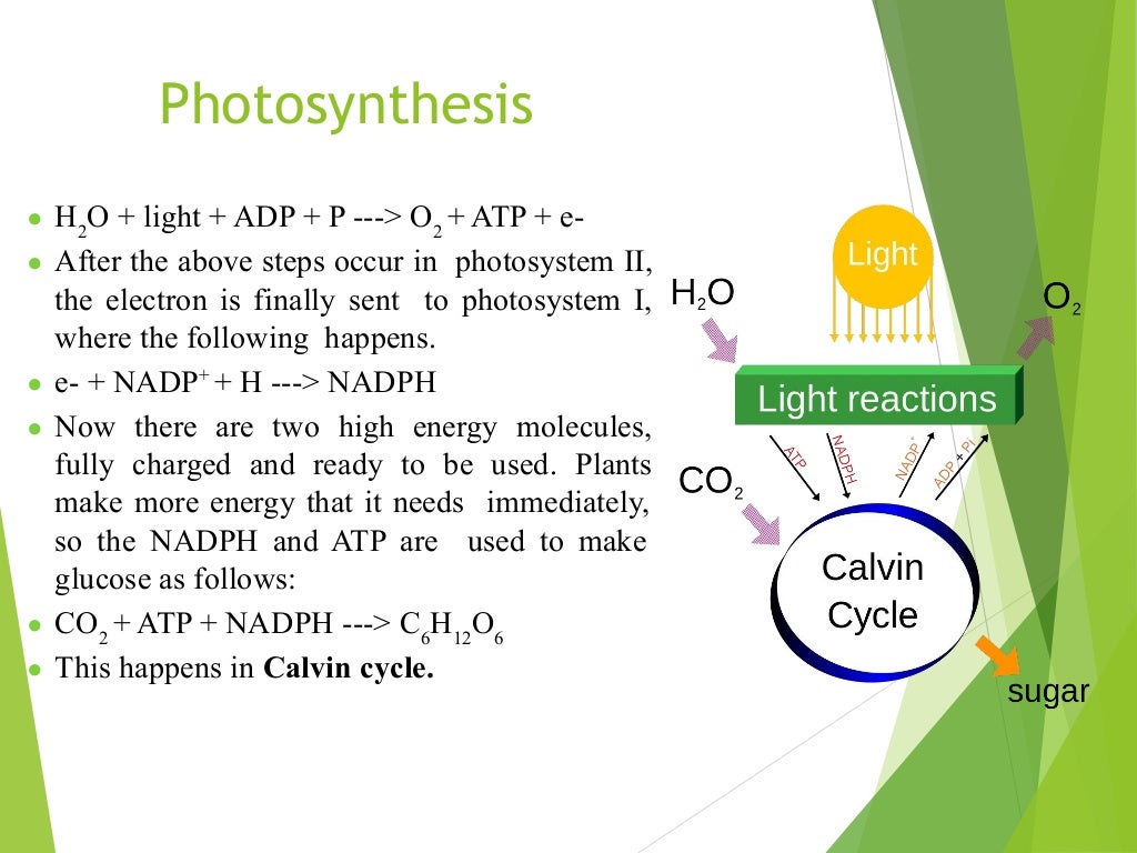 Photosynthesis
● H2
O + light + ADP + P ---> O2
+ ATP + e-
● After the above steps occur in photosystem II,
the electron is finally sent to photosystem I,
where the following happens.
● e- + NADP+
+ H ---> NADPH
● Now there are two high energy molecules,
fully charged and ready to be used. Plants
make more energy that it needs immediately,
so the NADPH and ATP are used to make
glucose as follows:
● CO2
+ ATP + NADPH ---> C6
H12
O6
● This happens in Calvin cycle.
 