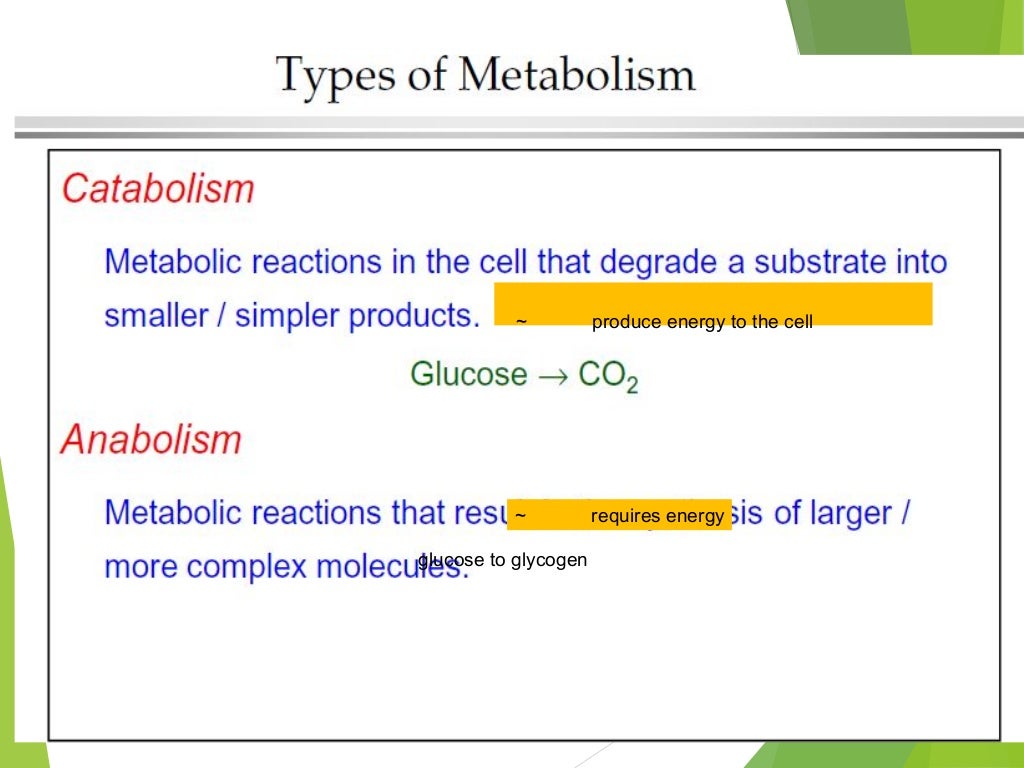 ~ produce energy to the cell
~ requires energy
glucose to glycogen
 