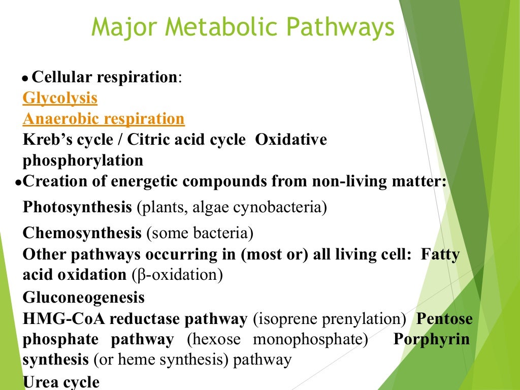 Major Metabolic Pathways
● Cellular respiration:
Glycolysis
Anaerobic respiration
Kreb’s cycle / Citric acid cycle Oxidative
phosphorylation
●Creation of energetic compounds from non-living matter:
Photosynthesis (plants, algae cynobacteria)
Chemosynthesis (some bacteria)
Other pathways occurring in (most or) all living cell: Fatty
acid oxidation (β-oxidation)
Gluconeogenesis
HMG-CoA reductase pathway (isoprene prenylation) Pentose
phosphate pathway (hexose monophosphate) Porphyrin
synthesis (or heme synthesis) pathway
Urea cycle
 