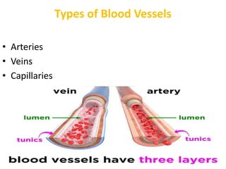 Types of Blood Vessels
• Arteries
• Veins
• Capillaries
 