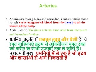 Arteries
• Arteries are strong tubes and muscular in nature. These blood
vessels carry oxygen-rich blood from the heart to all the
tissues of the body.
• Aorta is one of the main arteries that arise from the heart
and branches further.
• धमवनयाों प्रक
ृ वत में मजबूत ट्यूब और पेिी हैं। ये
रक्त वाजहकाएं हृदय से ऑक्सीजन युक्त रक्त
को िरीर क
े सभी ऊतकों तक ले जाती हैं।
महाधमनी मुख्य धमजनयों में से एक है जो हृदय
और िाखाओं से आगे जनकलती है
 