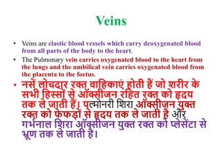 Veins
• Veins are elastic blood vessels which carry deoxygenated blood
from all parts of the body to the heart.
• The Pulmonary vein carries oxygenated blood to the heart from
the lungs and the umbilical vein carries oxygenated blood from
the placenta to the foetus.
• नसें लोचदार रक्त वाजहकाएं होती हैं जो िरीर क
े
सभी जहस्ों से ऑक्सीजन रजहत रक्त को हृदय
तक ले जाती हैं। पल्मयनरी वशरा ऑक्सीजन युक्त
रक्त को फ
े फडों से हृदय तक ले जाती है और
गभणनाल जिरा ऑक्सीजन युक्त रक्त को प्लेसेंटा से
भ्रूण तक ले जाती है।
 