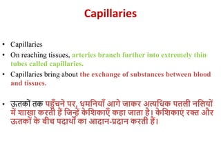 Capillaries
• Capillaries
• On reaching tissues, arteries branch further into extremely thin
tubes called capillaries.
• Capillaries bring about the exchange of substances between blood
and tissues.
• ऊतकयों तक पहुँचने पर, धमजनयाुँ आगे जाकर अत्यजधक पतली नजलयों
में िाखा करती हैं जजन्हें क
े जिकाएुँ कहा जाता है। क
े जिकाएं रक्त और
ऊतकों क
े बीच पदार्थों का आदान-प्रदान करती हैं।
 