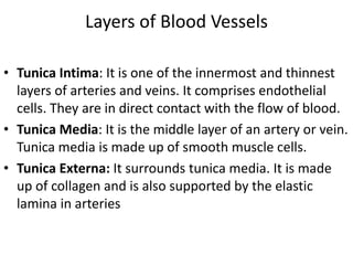 Layers of Blood Vessels
• Tunica Intima: It is one of the innermost and thinnest
layers of arteries and veins. It comprises endothelial
cells. They are in direct contact with the flow of blood.
• Tunica Media: It is the middle layer of an artery or vein.
Tunica media is made up of smooth muscle cells.
• Tunica Externa: It surrounds tunica media. It is made
up of collagen and is also supported by the elastic
lamina in arteries
 