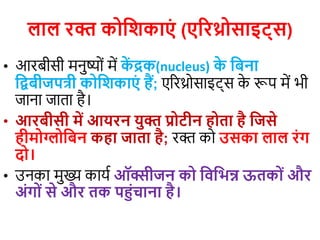 लाल रक्त कोजिकाएं (एररथ्रोसाइटट्स)
• आरबीसी मनुष्यों में क
ें द्रक(nucleus) क
े जबना
जिबीजपत्री कोजिकाएं हैं; एररथ्रयसाइट्स क
े रूप में िी
जाना जाता है।
• आरबीसी में आयरन युक्त प्रोटीन होता है जजसे
हीमोग्लोजबन कहा जाता है; रक्त कय उसका लाल रंग
दो।
• उनका मुख्य कायय ऑक्सीजन को जवजभन्न ऊतकों और
अंगों से और तक पहंचाना है।
 