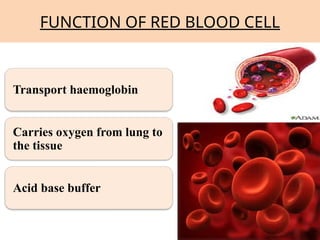 Red Cell Function Introduction to blood physiolgy ppt pres | PPTX