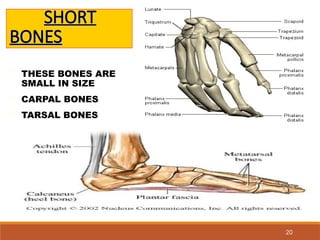 INTRODUCTION TO BONES.ppt general anatomy mbbs | PPT