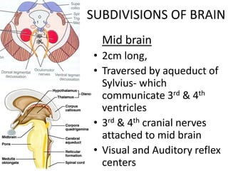 Introduction_to_Brain.pptx .cerebralsystem | PPTX