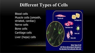 Different Types of Cells
Blood cells
Muscle cells (smooth,
striated, cardiac)
Nerve cells
Bone cells
Cartilage cells
Liver (hepa) cells
 