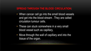SPREAD THROUGH THE BLOOD CIRCULATION:
• When cancer cell go into the small blood vessels
and get into the blood stream . They are called
circulation tumour cells.
• These can stuck somewhere in a very small
blood vessel such as capillary.
• Move through the wall of capillary and into the
tissue of the organ.
 