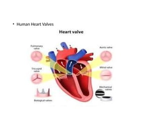 • Human Heart Valves
 