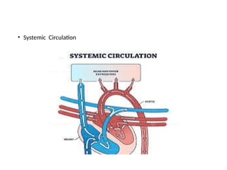 • Systemic Circulation
 