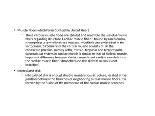 • Muscle Fibers which Form Contractile Unit of Heart
• These cardiac muscle fibers are striated and resemble the skeletal muscle
fibers regarding structure. Cardiac muscle fiber is bound by sarcolemma.
It comprises a centrally placed nucleus. Myofibrils are embedded in the
sarcoplasm. Sarcomere of the cardiac muscle consists of all the
contractile proteins, namely actin, myosin, troponin and tropomyosin.
Sarcotubular system in cardiac muscle is similar to that of skeletal muscle.
Important difference between skeletal muscle and cardiac muscle is that
the cardiac muscle fiber is branched and the skeletal muscle is not
branched.
• Intercalated disk
• Intercalated disk is a tough double membranous structure, located at the
junction between the branches of neighboring cardiac muscle fibers. It is
formed by the fusion of the membrane of the cardiac muscle branches
 