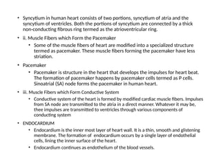 • Syncytium in human heart consists of two portions, syncytium of atria and the
syncytium of ventricles. Both the portions of syncytium are connected by a thick
non-conducting fibrous ring termed as the atrioventricular ring.
• ii. Muscle Fibers which Form the Pacemaker
• Some of the muscle fibers of heart are modified into a specialized structure
termed as pacemaker. These muscle fibers forming the pacemaker have less
striation.
• Pacemaker
• Pacemaker is structure in the heart that develops the impulses for heart beat.
The formation of pacemaker happens by pacemaker cells termed as P cells.
Sinoatrial (SA) node forms the pacemaker in human heart.
• iii. Muscle Fibers which Form Conductive System
• Conductive system of the heart is formed by modified cardiac muscle fibers. Impulses
from SA node are transmitted to the atria in a direct manner. Whatever it may be,
thee impulses are transmitted to ventricles through various components of
conducting system
• ENDOCARDIUM
• Endocardium is the inner most layer of heart wall. It is a thin, smooth and glistening
membrane. The formation of endocardium occurs by a single layer of endothelial
cells, lining the inner surface of the heart.
• Endocardium continues as endothelium of the blood vessels.
 