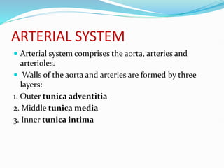 ARTERIAL SYSTEM
 Arterial system comprises the aorta, arteries and
arterioles.
 Walls of the aorta and arteries are formed by three
layers:
1. Outer tunica adventitia
2. Middle tunica media
3. Inner tunica intima
 