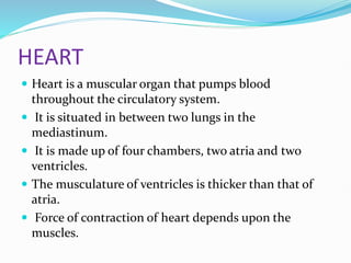 HEART
 Heart is a muscular organ that pumps blood
throughout the circulatory system.
 It is situated in between two lungs in the
mediastinum.
 It is made up of four chambers, two atria and two
ventricles.
 The musculature of ventricles is thicker than that of
atria.
 Force of contraction of heart depends upon the
muscles.
 
