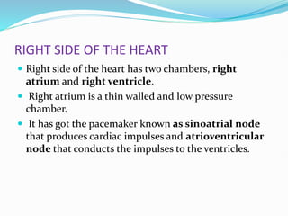 RIGHT SIDE OF THE HEART
 Right side of the heart has two chambers, right
atrium and right ventricle.
 Right atrium is a thin walled and low pressure
chamber.
 It has got the pacemaker known as sinoatrial node
that produces cardiac impulses and atrioventricular
node that conducts the impulses to the ventricles.
 