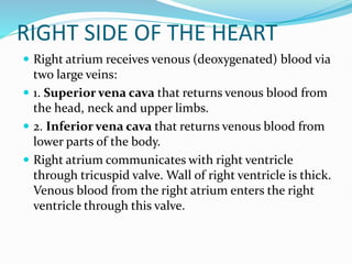 RIGHT SIDE OF THE HEART
 Right atrium receives venous (deoxygenated) blood via
two large veins:
 1. Superior vena cava that returns venous blood from
the head, neck and upper limbs.
 2. Inferior vena cava that returns venous blood from
lower parts of the body.
 Right atrium communicates with right ventricle
through tricuspid valve. Wall of right ventricle is thick.
Venous blood from the right atrium enters the right
ventricle through this valve.
 