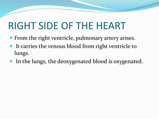 RIGHT SIDE OF THE HEART
 From the right ventricle, pulmonary artery arises.
 It carries the venous blood from right ventricle to
lungs.
 In the lungs, the deoxygenated blood is oxygenated.
 
