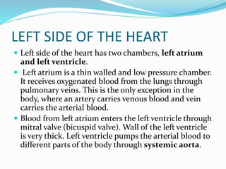 LEFT SIDE OF THE HEART
 Left side of the heart has two chambers, left atrium
and left ventricle.
 Left atrium is a thin walled and low pressure chamber.
It receives oxygenated blood from the lungs through
pulmonary veins. This is the only exception in the
body, where an artery carries venous blood and vein
carries the arterial blood.
 Blood from left atrium enters the left ventricle through
mitral valve (bicuspid valve). Wall of the left ventricle
is very thick. Left ventricle pumps the arterial blood to
different parts of the body through systemic aorta.
 